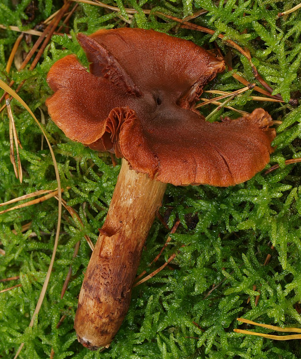 Orangefuchsiger Rauhkopf