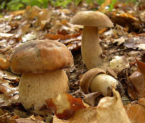 Sommersteinpilz