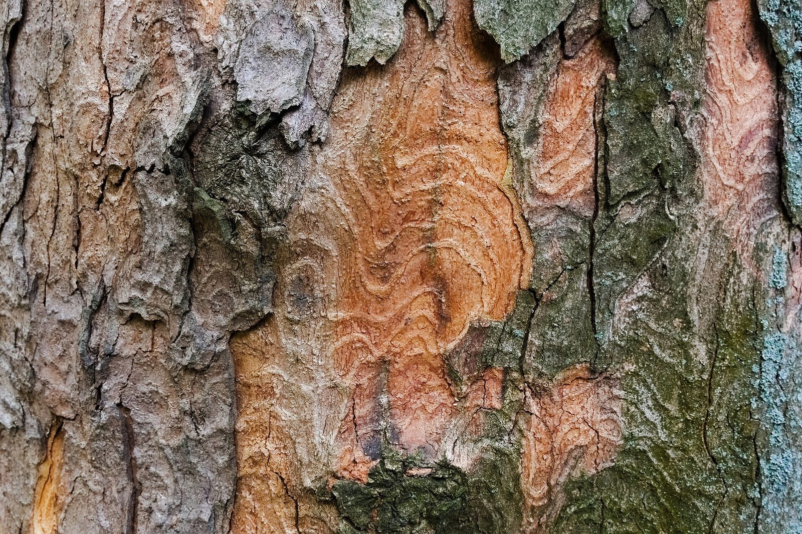 Bergahorn – Stammnahaufnahme