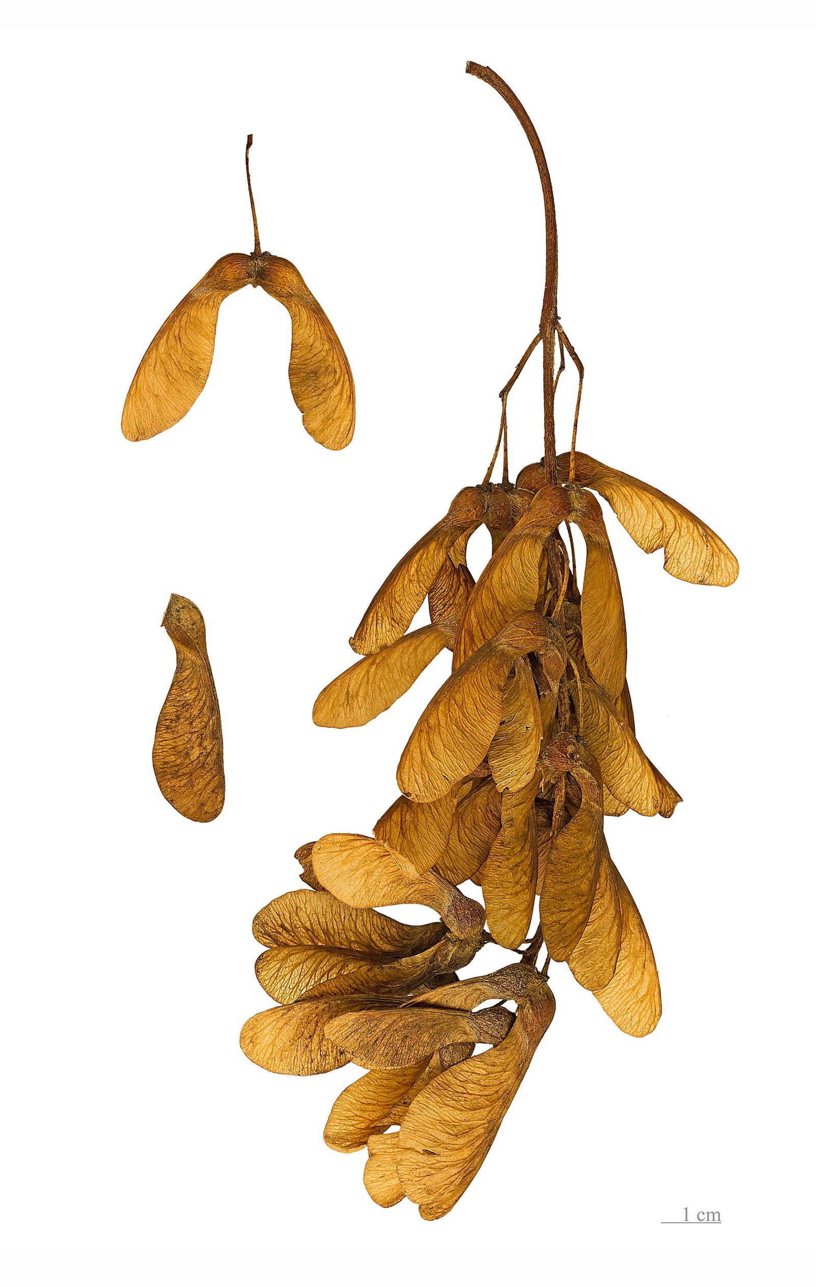 Bergahorn – Frucht / Zapfen
