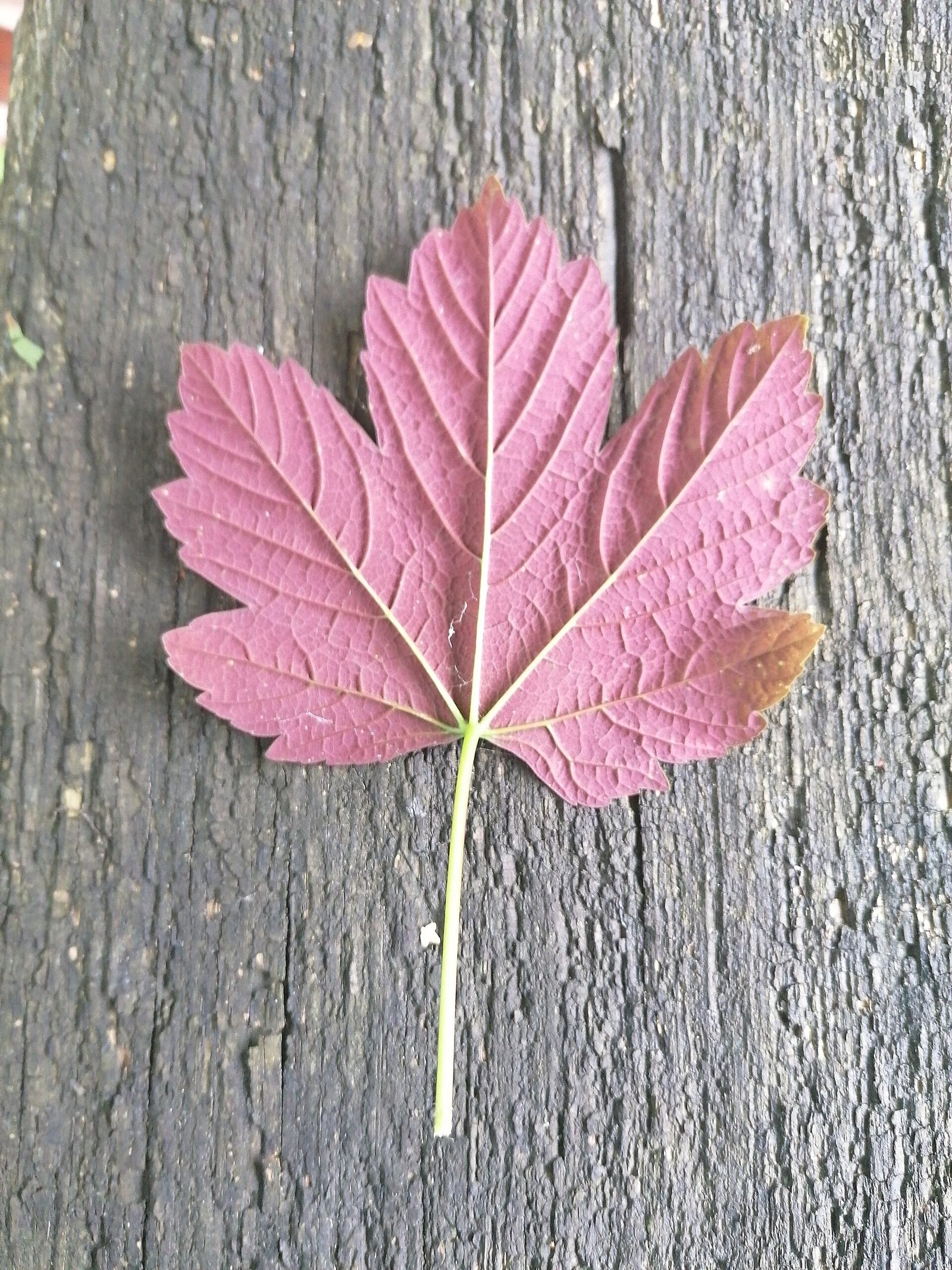 Bergahorn – Blatt