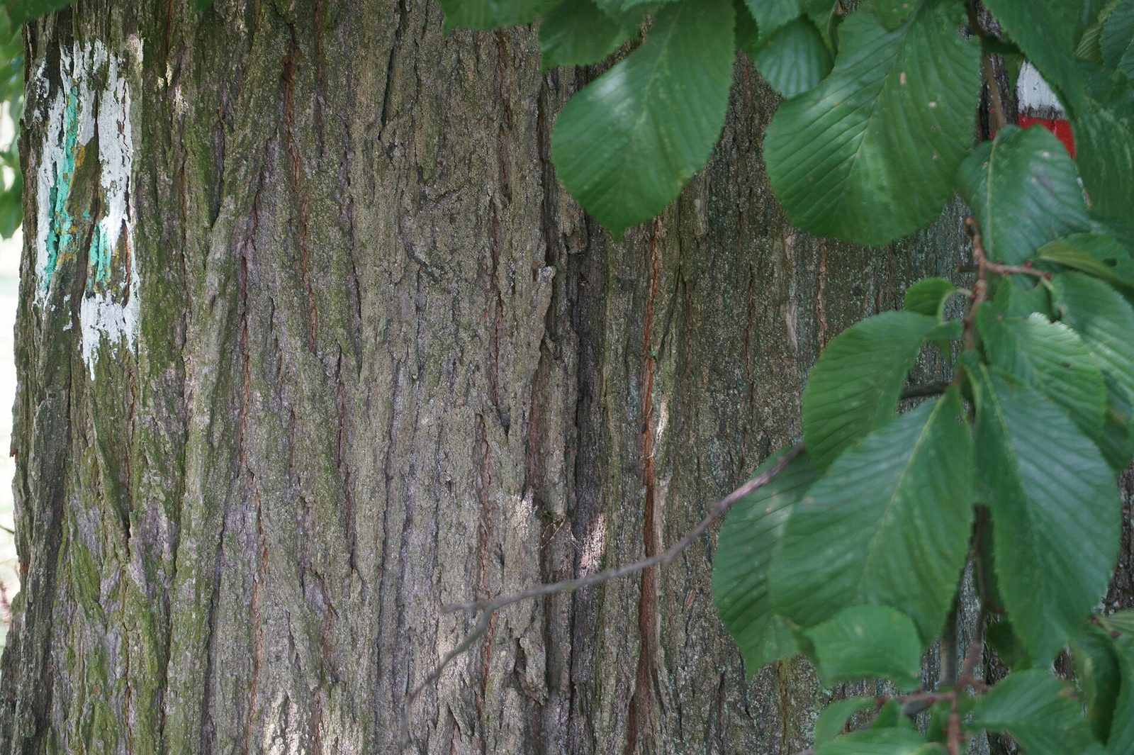 Bergulme – Stammnahaufnahme