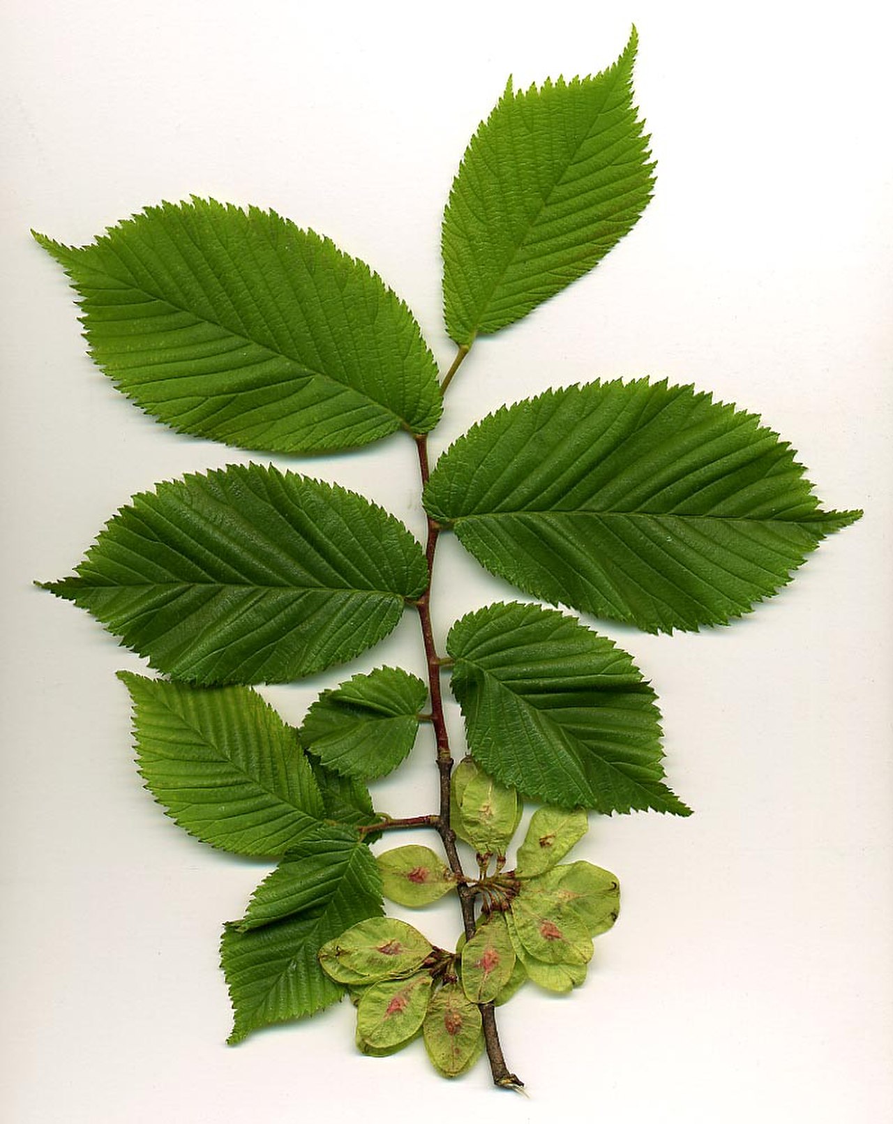 Bergulme – Frucht / Zapfen