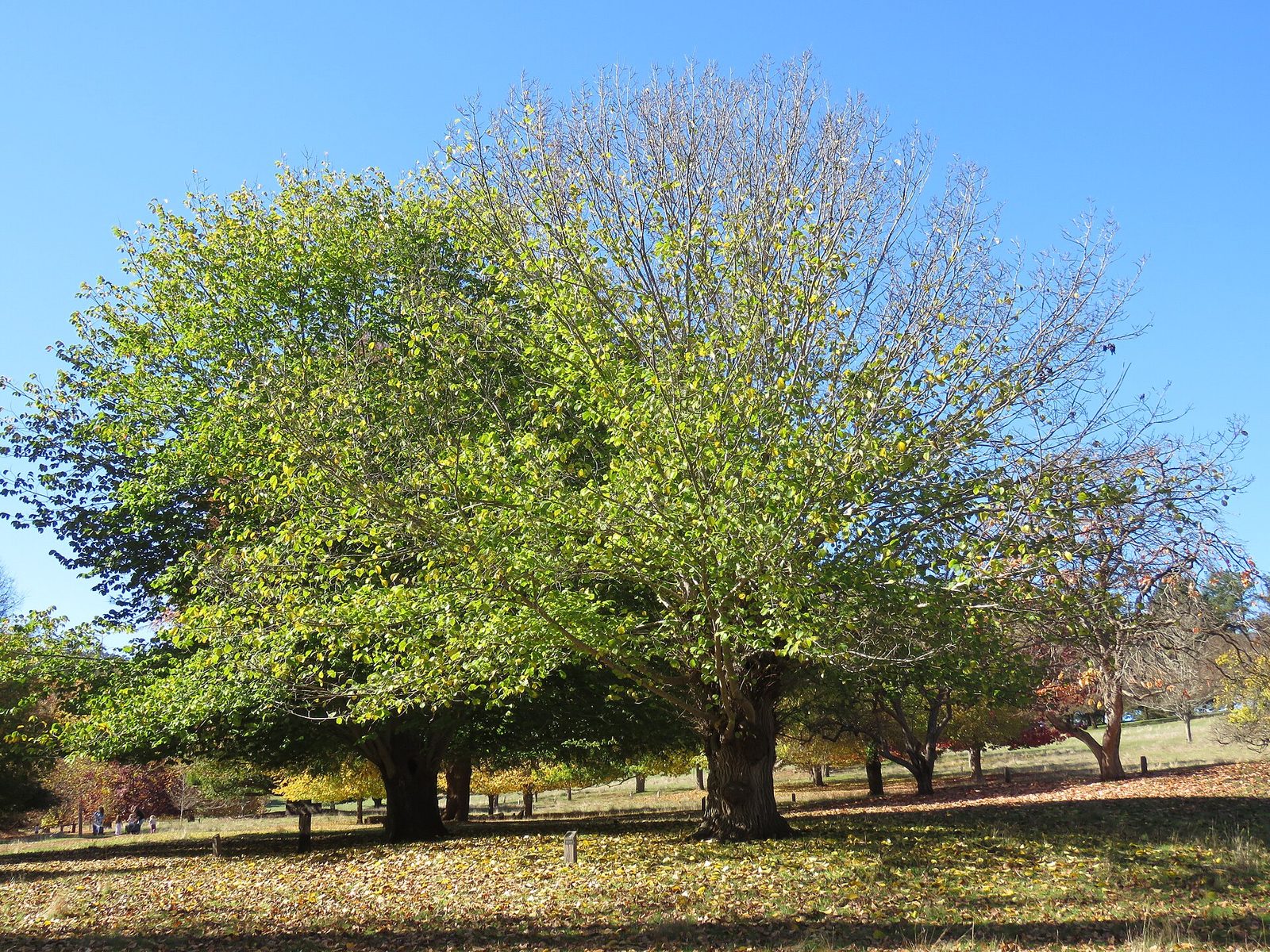 Bergulme – Ganzbild