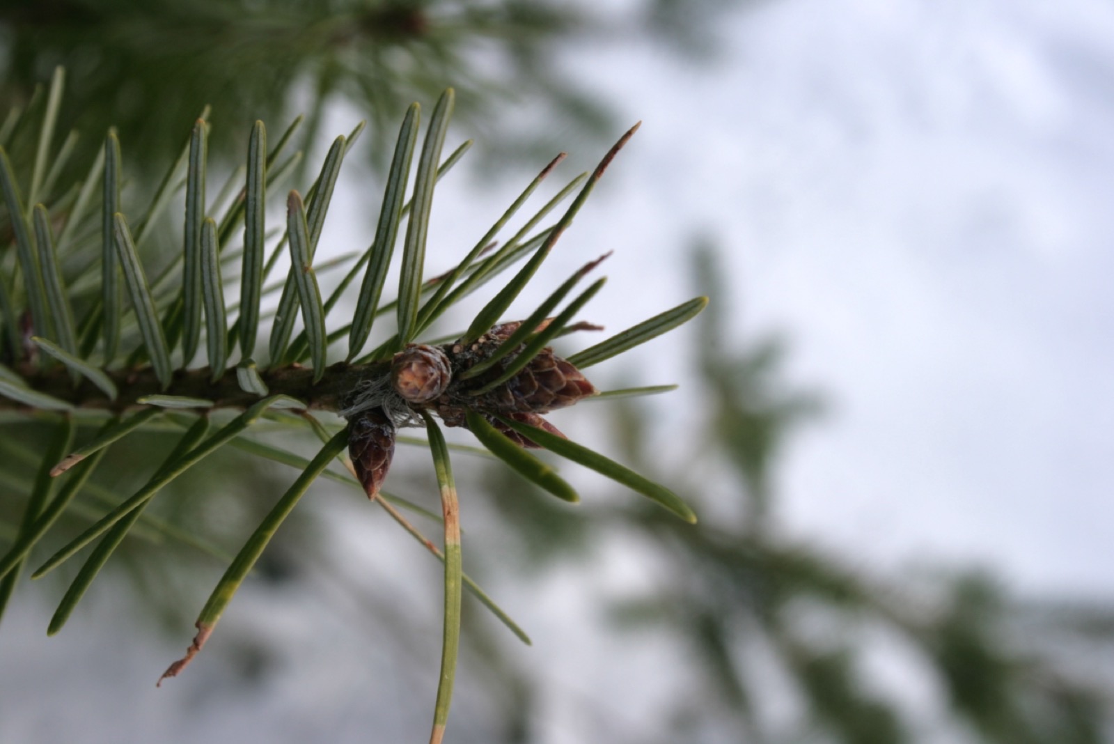 Douglasie – Blatt