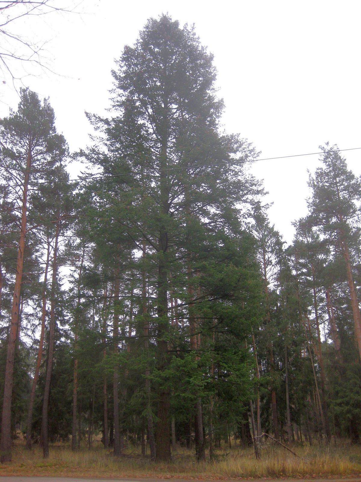 Douglasie – Ganzbild