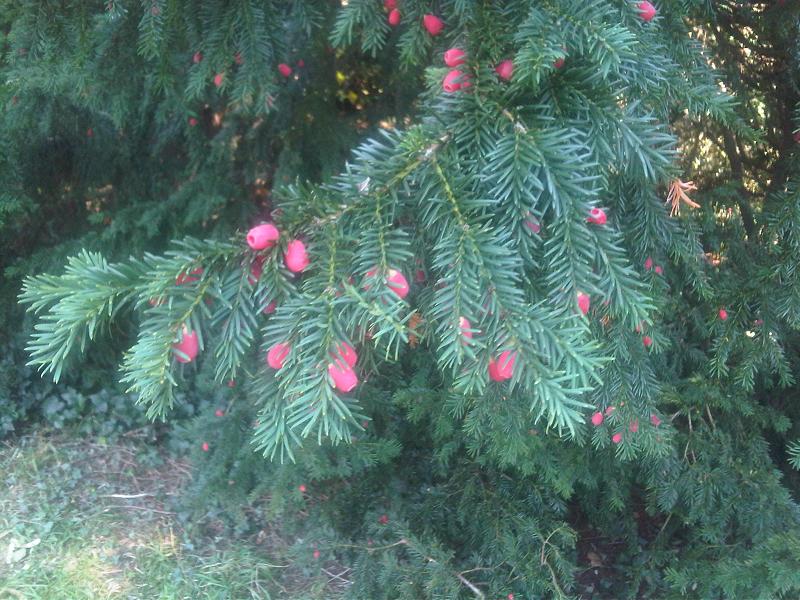 Eibe – Blatt