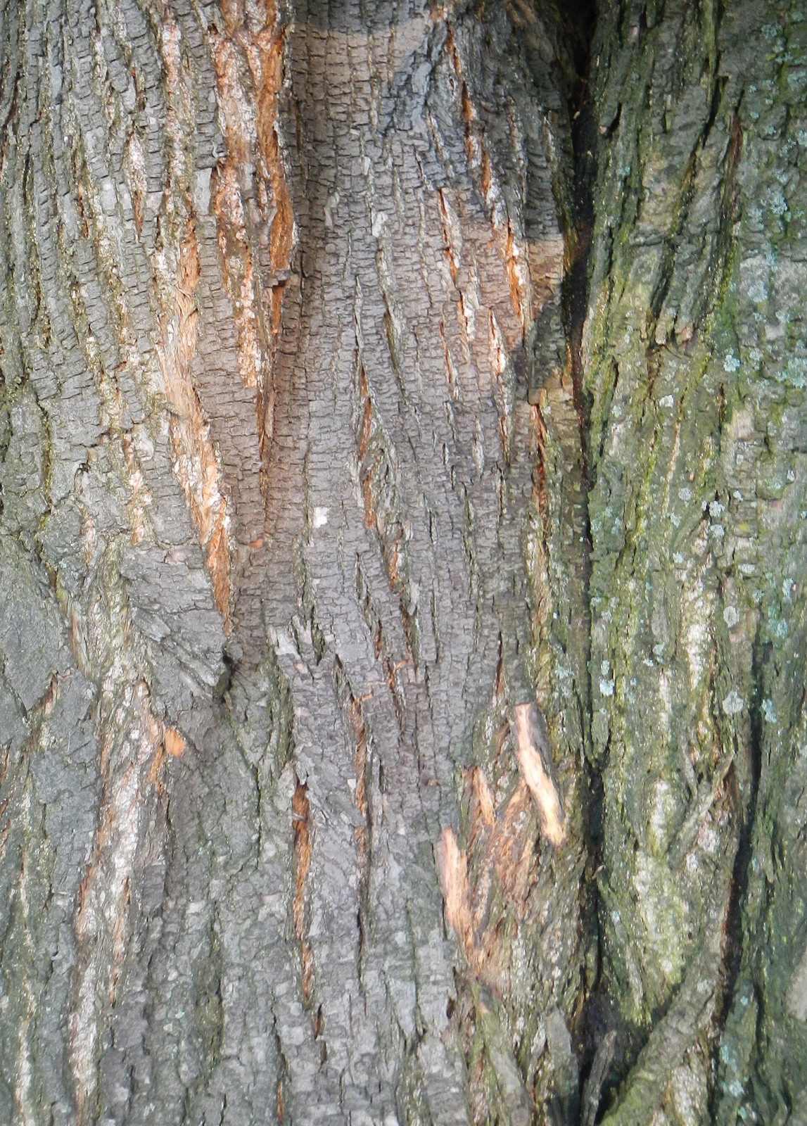 Esskastanie – Stammnahaufnahme