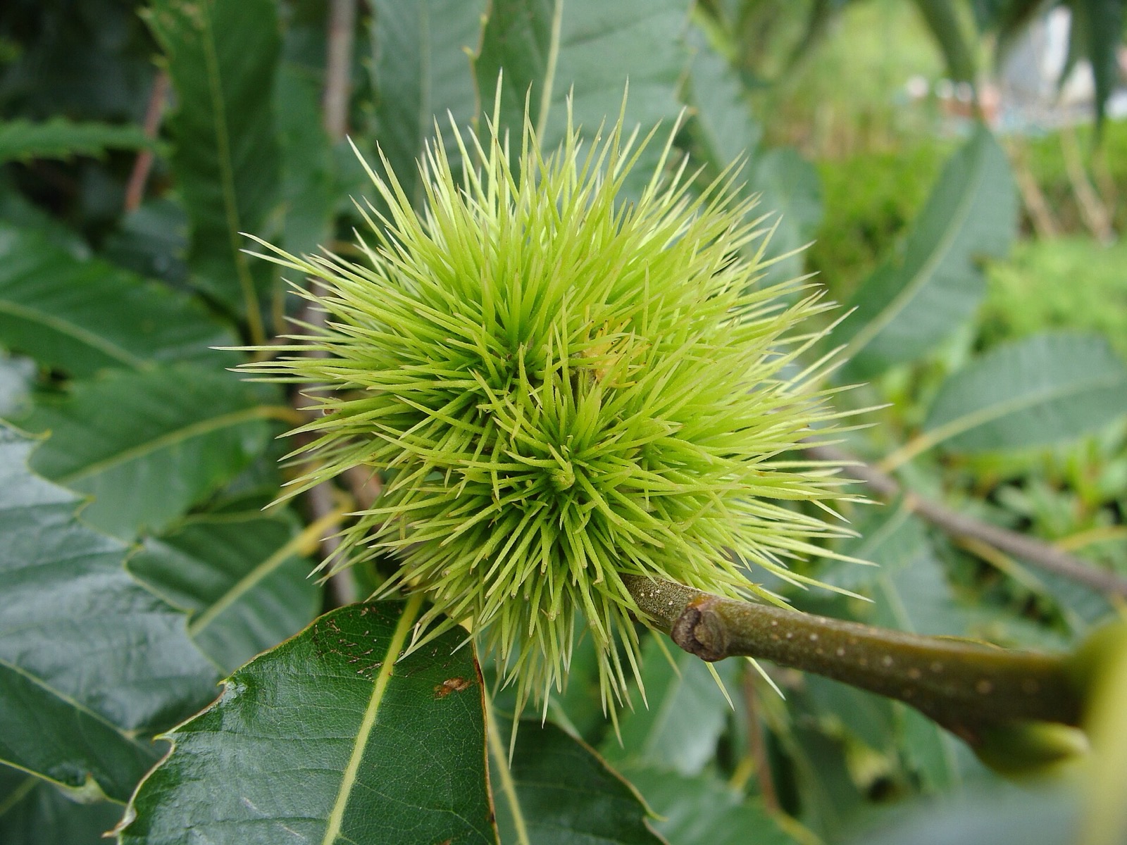 Esskastanie – Frucht / Zapfen