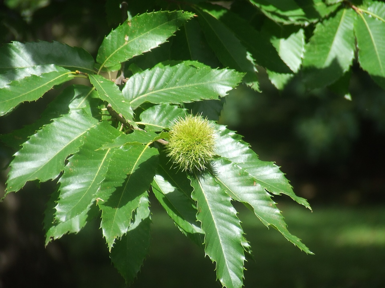 Esskastanie – Blatt