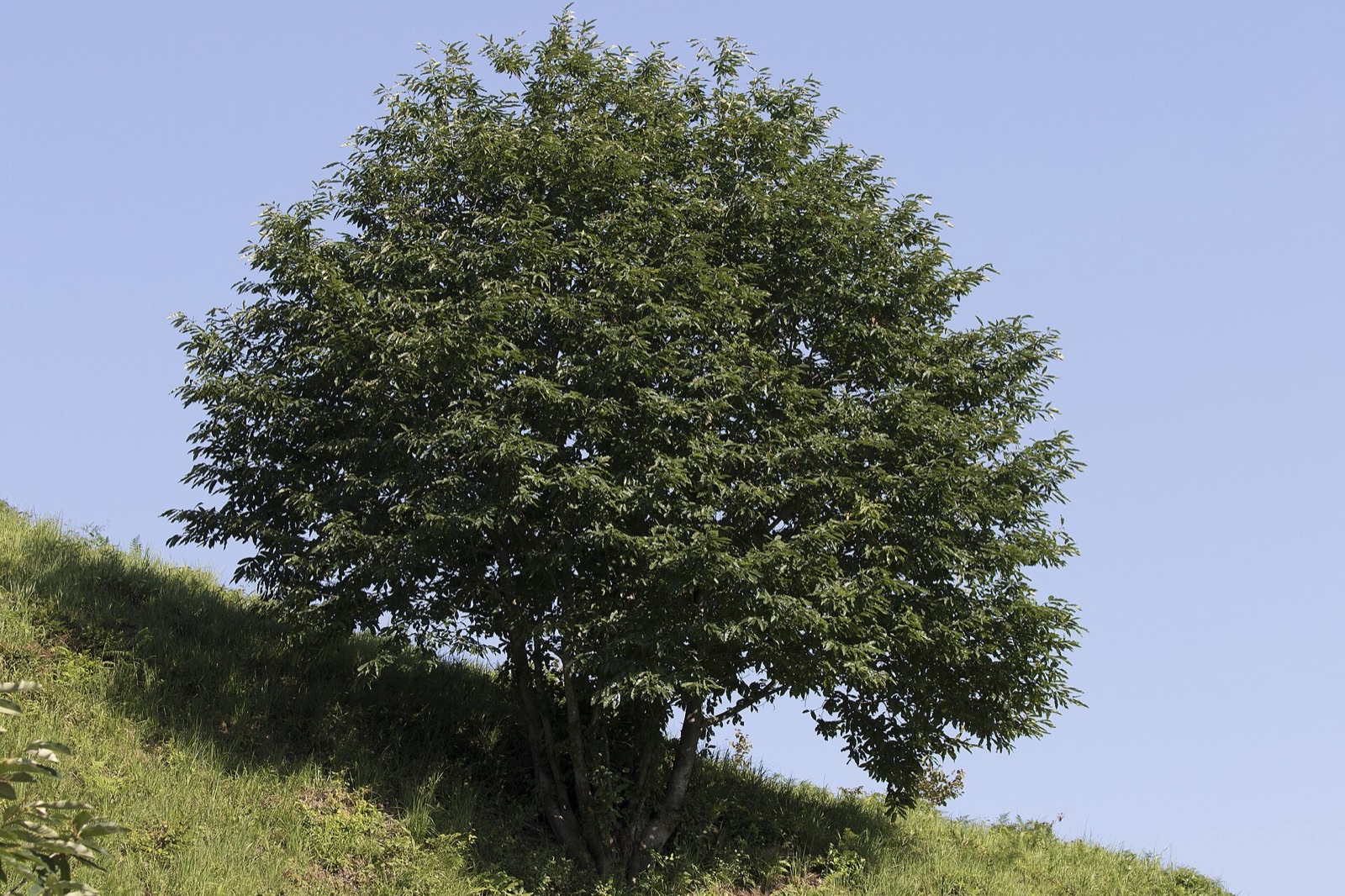 Esskastanie – Ganzbild