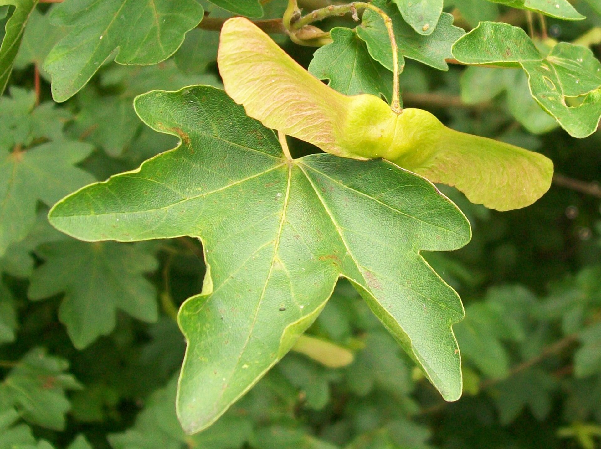 Feldahorn – Frucht / Zapfen