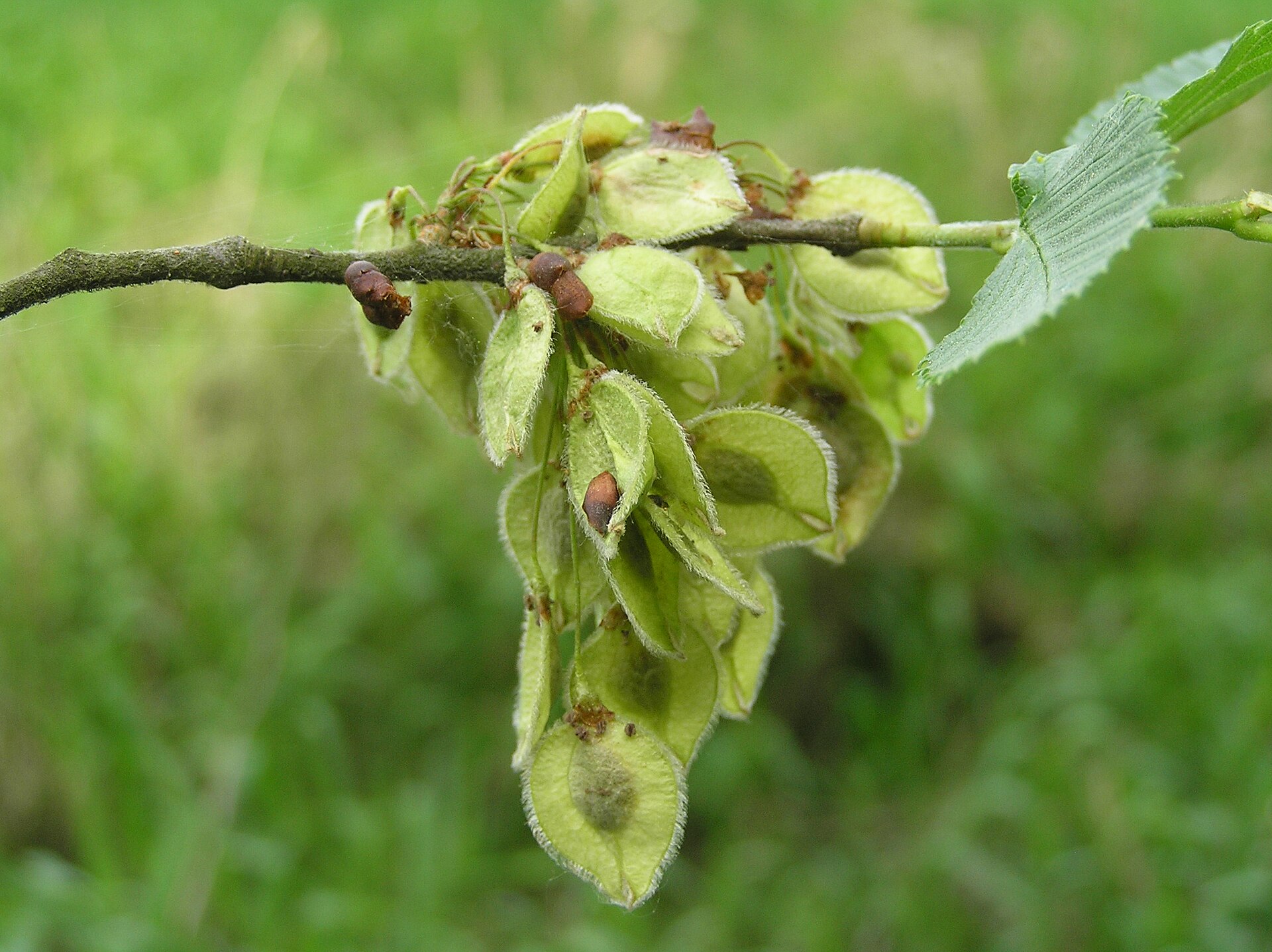 Flatterulme – Frucht / Zapfen