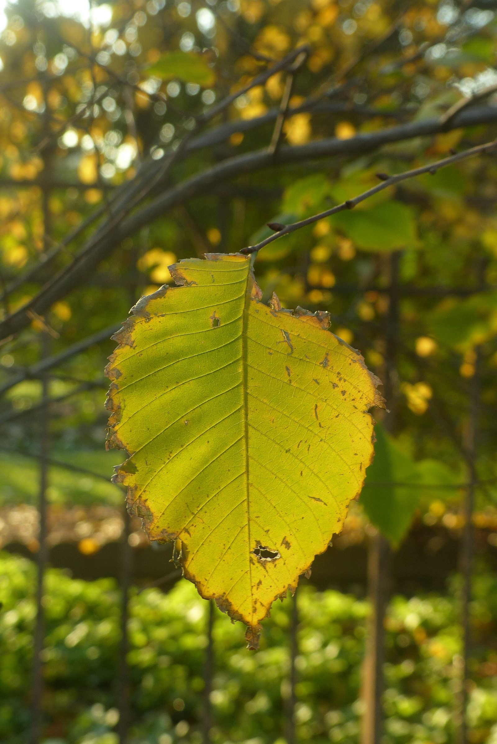 Flatterulme – Blatt