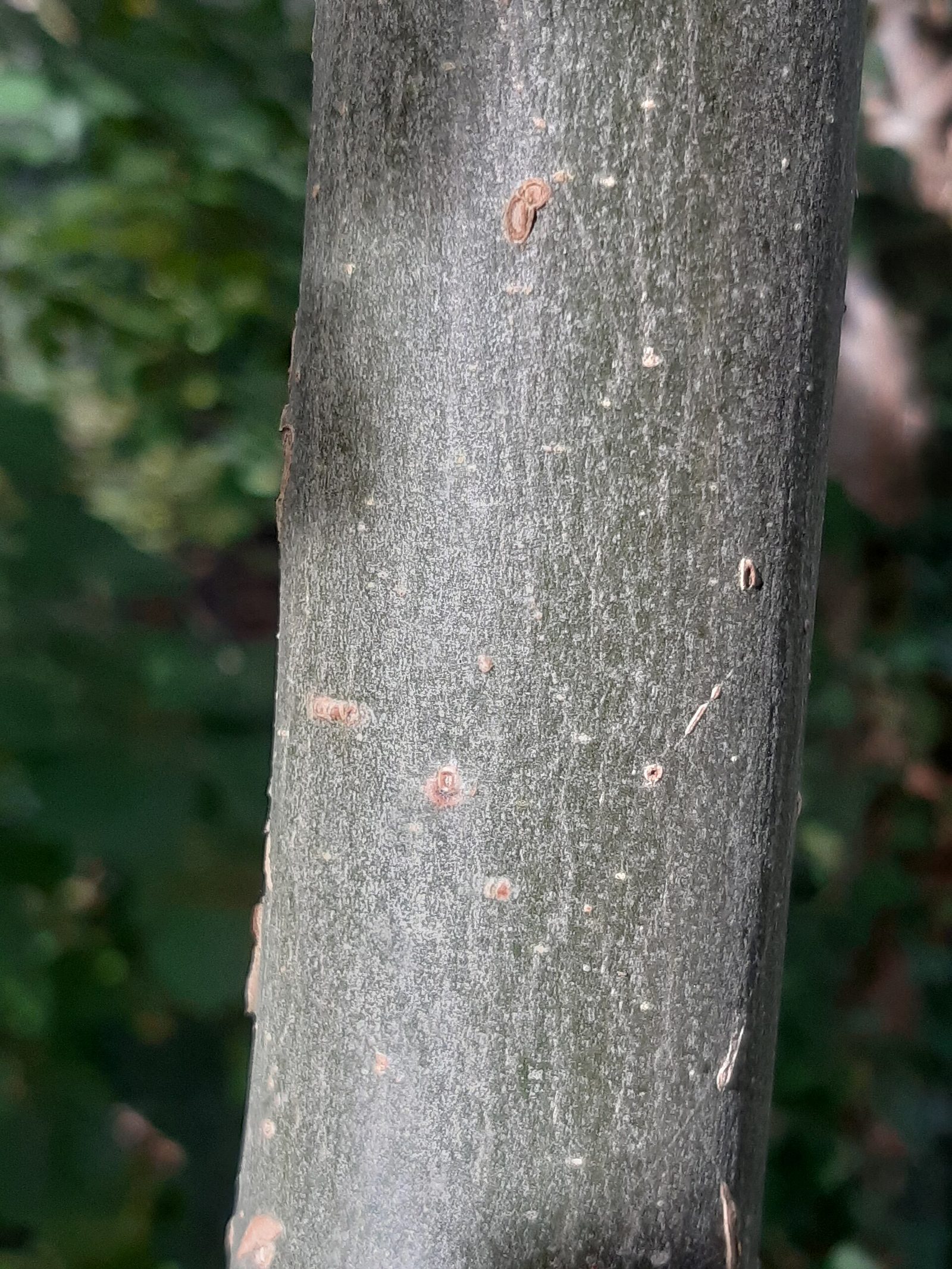 Gemeine Esche – Stammnahaufnahme