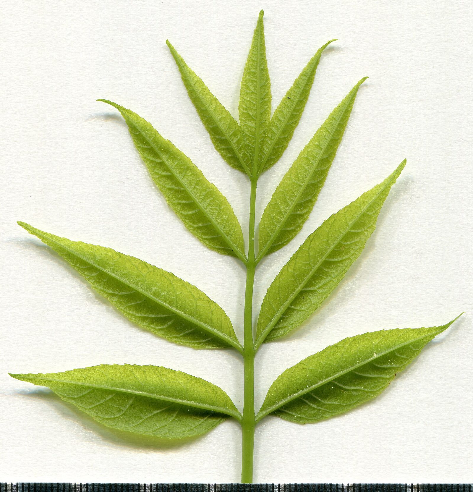 Gemeine Esche – Blatt