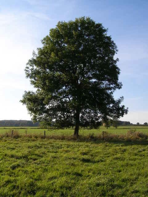 Gemeine Esche – Ganzbild