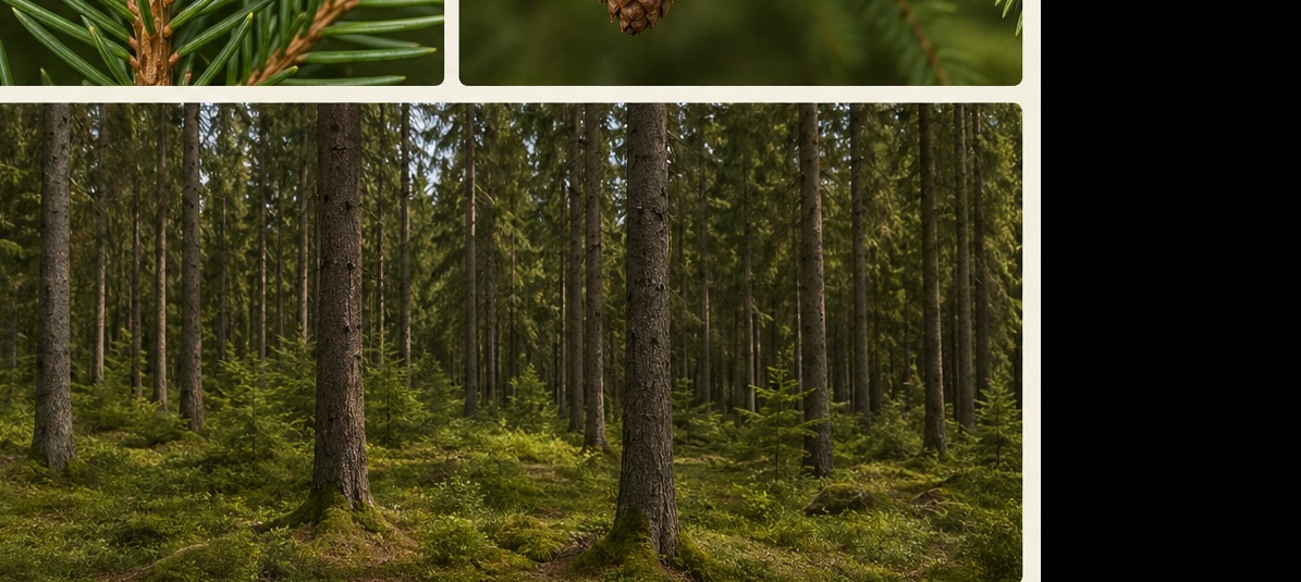 Gemeine Fichte – Habitat