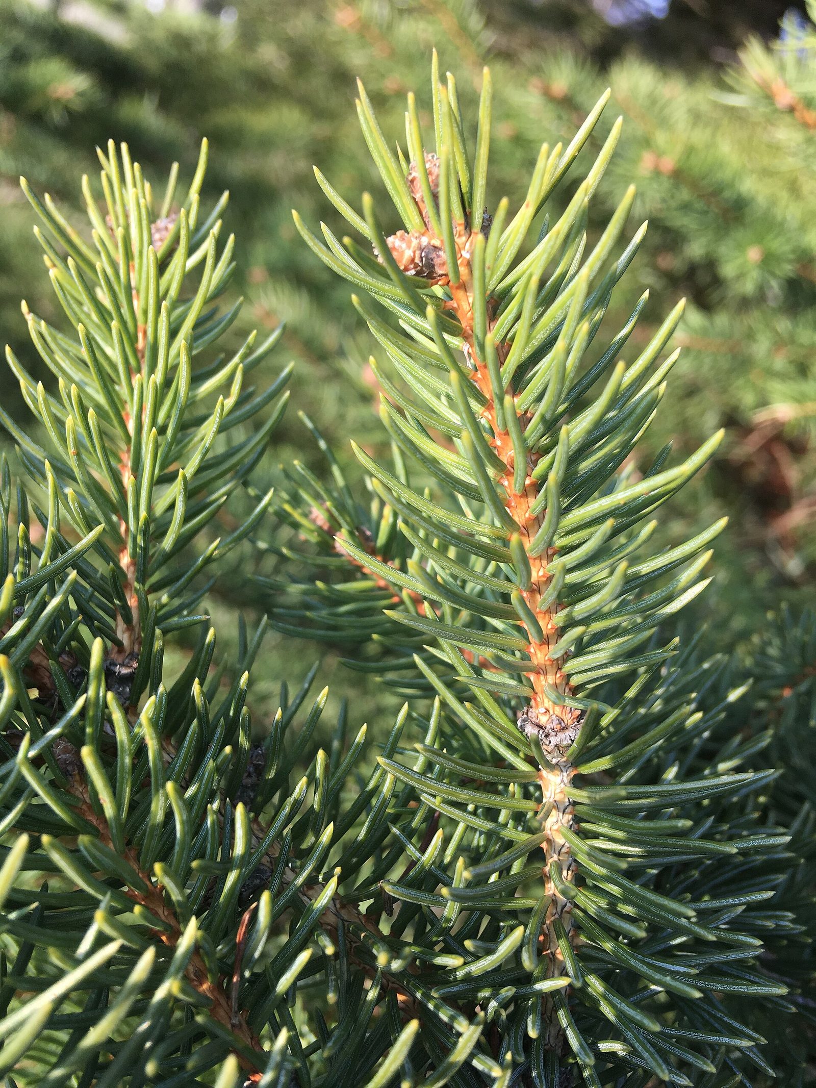 Gemeine Fichte – Blatt