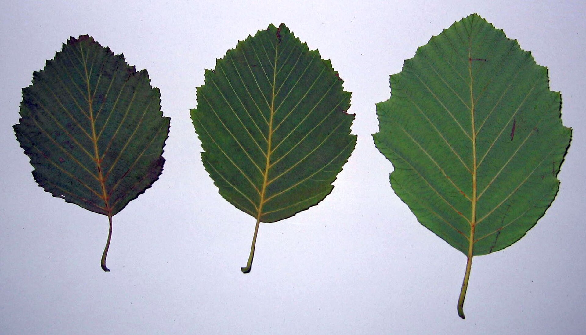 Grauerle – Blatt