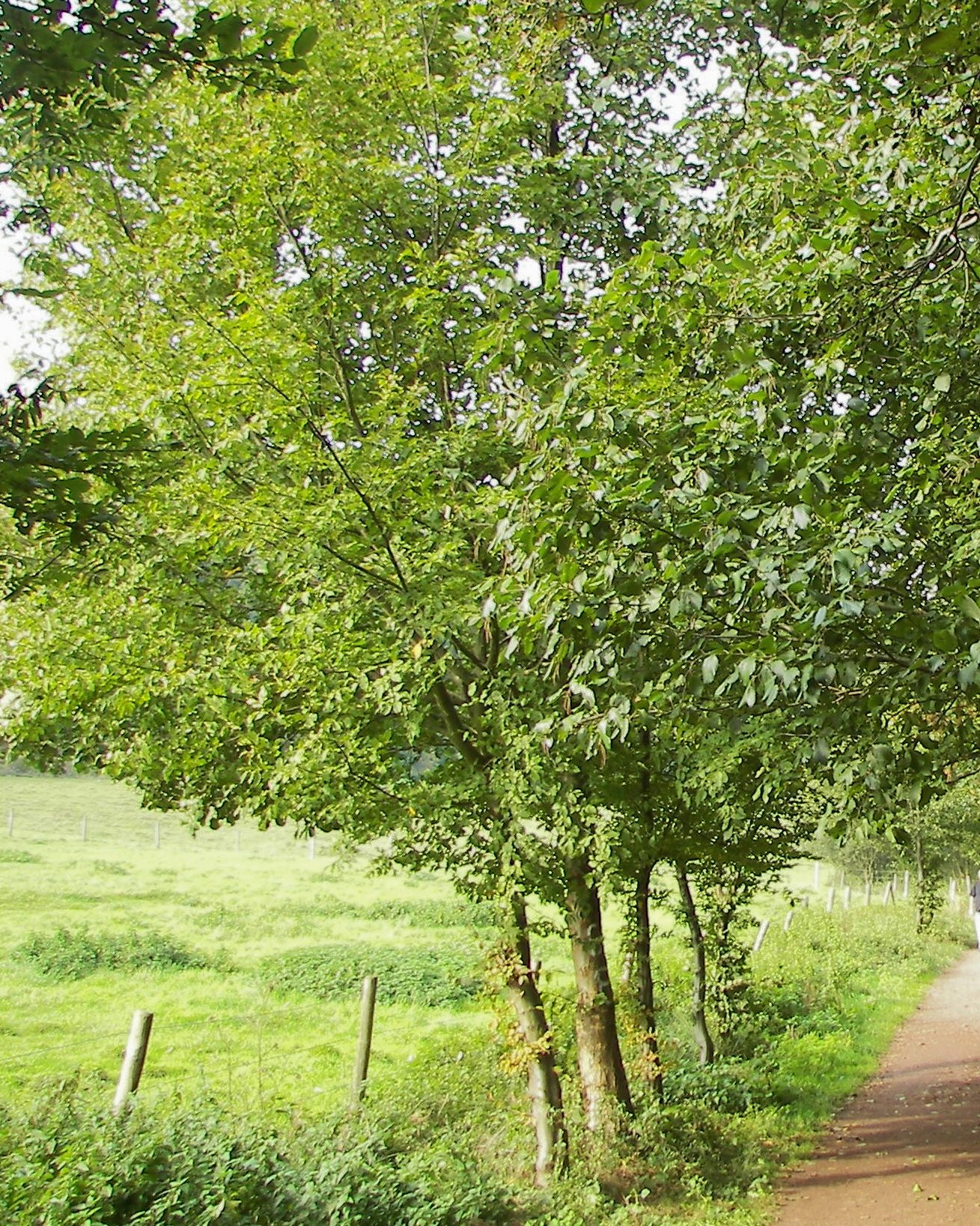 Grauerle – Ganzbild