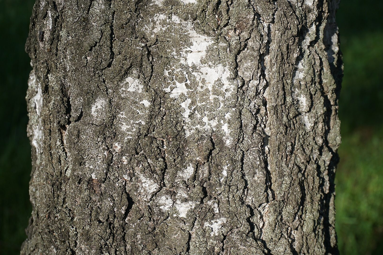 Hängebirke – Stammnahaufnahme