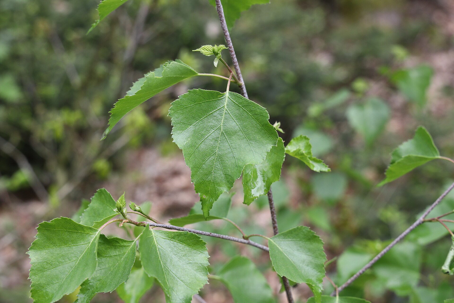 Hängebirke – Blatt