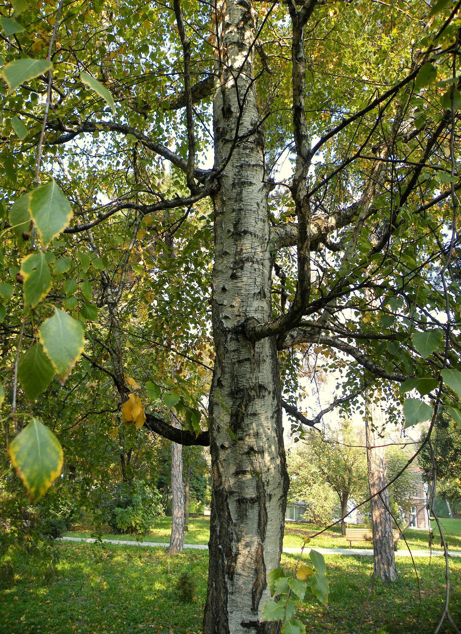 Hängebirke – Ganzbild