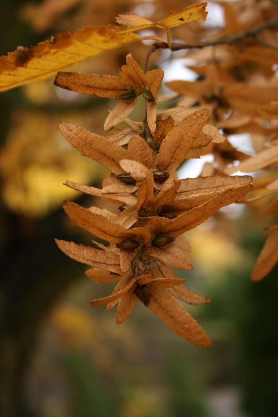 Hainbuche – Frucht / Zapfen