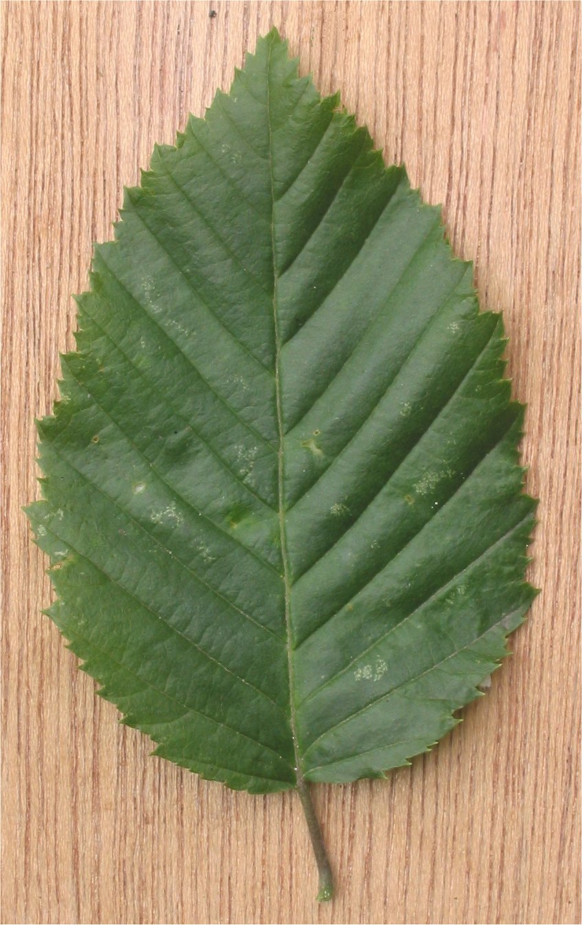 Hainbuche – Blatt