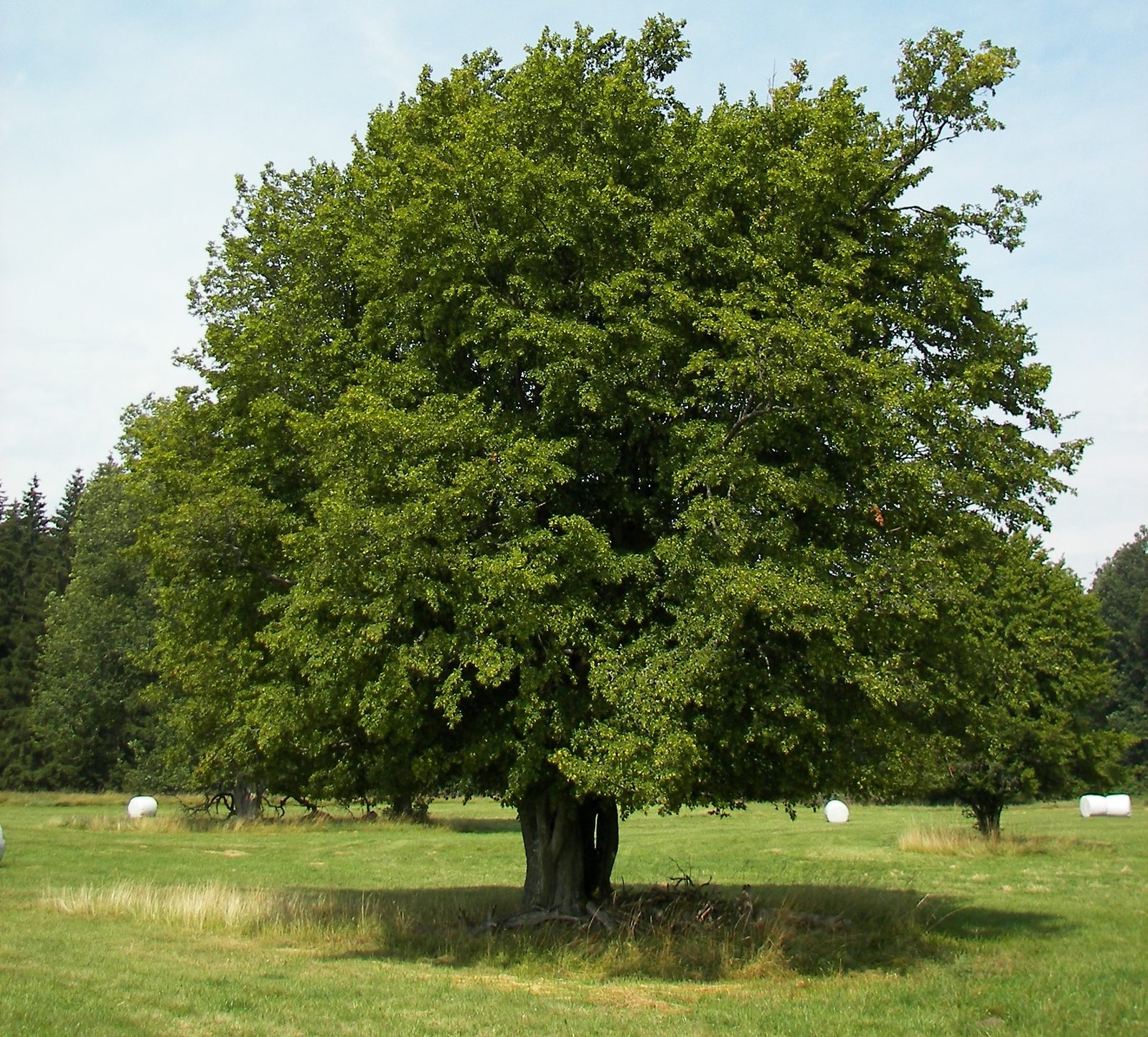 Hainbuche – Ganzbild