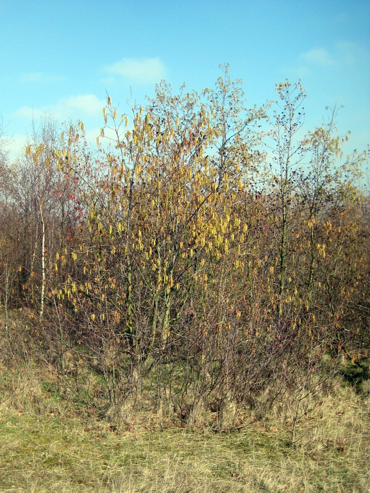 Hasel – Ganzbild