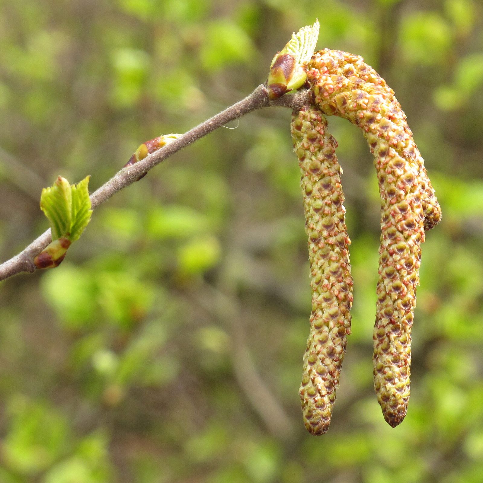Moorbirke – Frucht / Zapfen