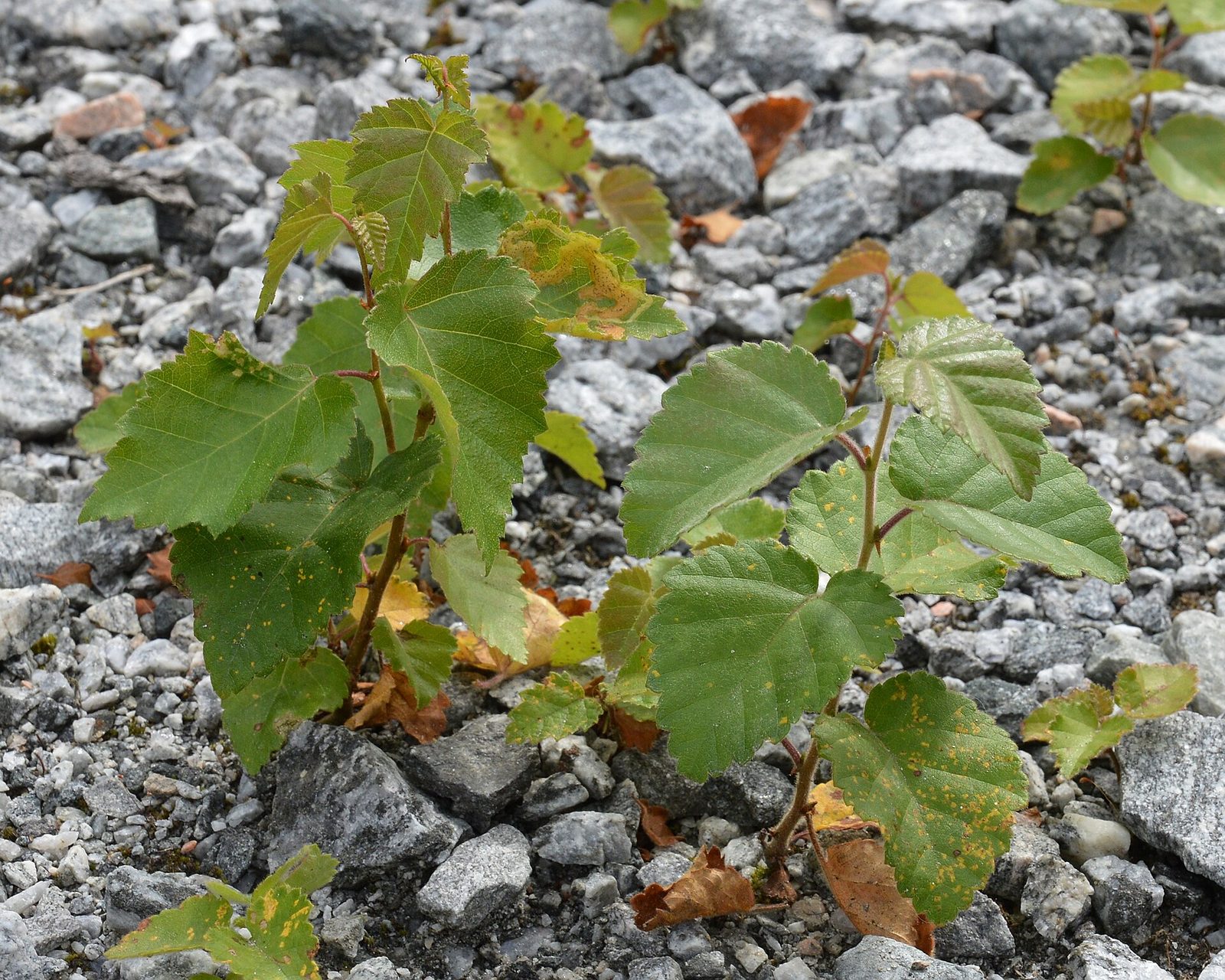 Moorbirke – Blatt