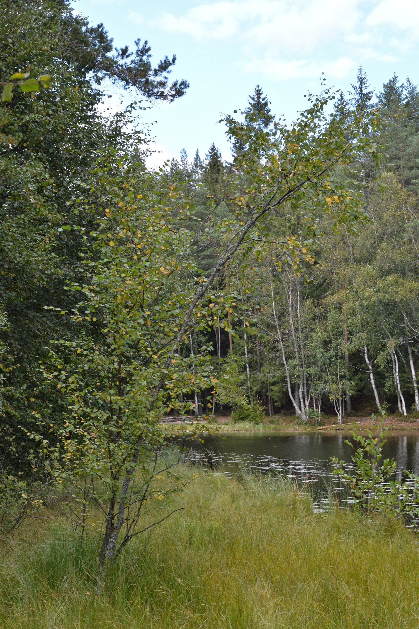 Moorbirke – Ganzbild