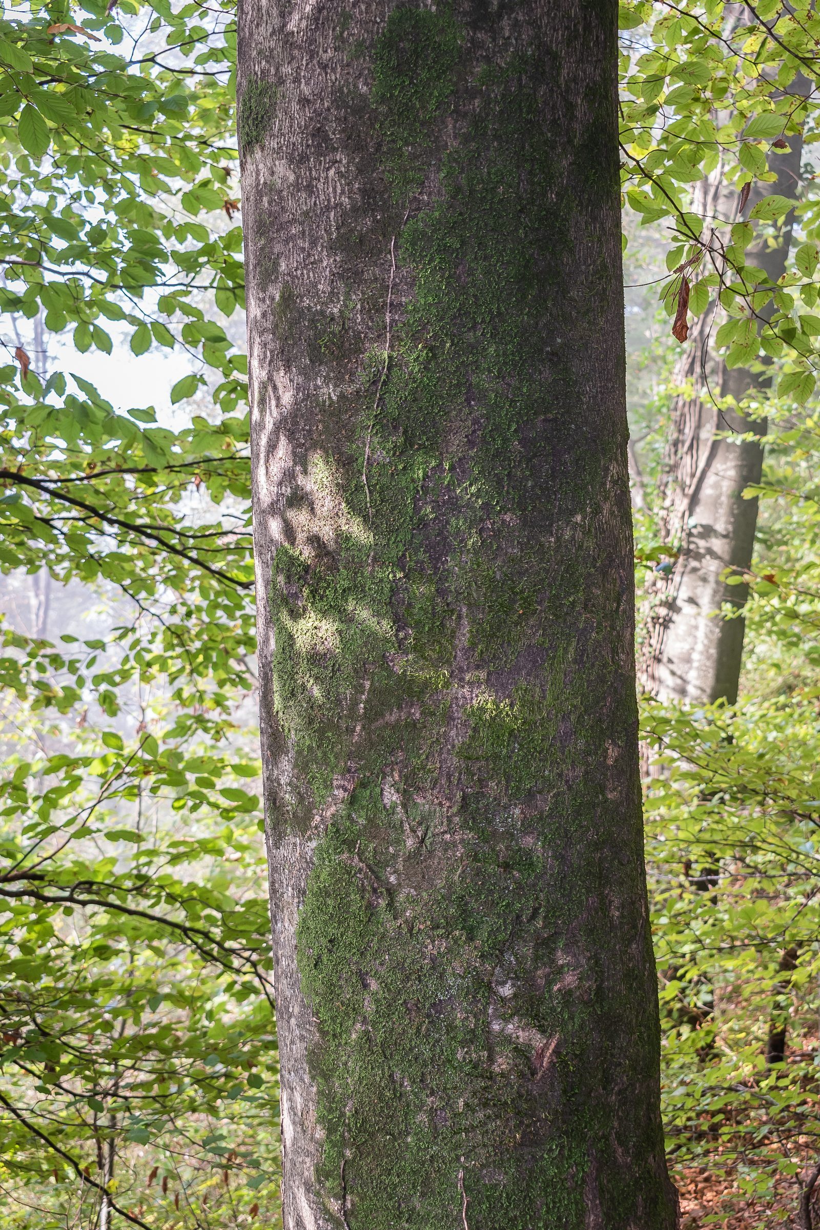 Rotbuche – Stammnahaufnahme