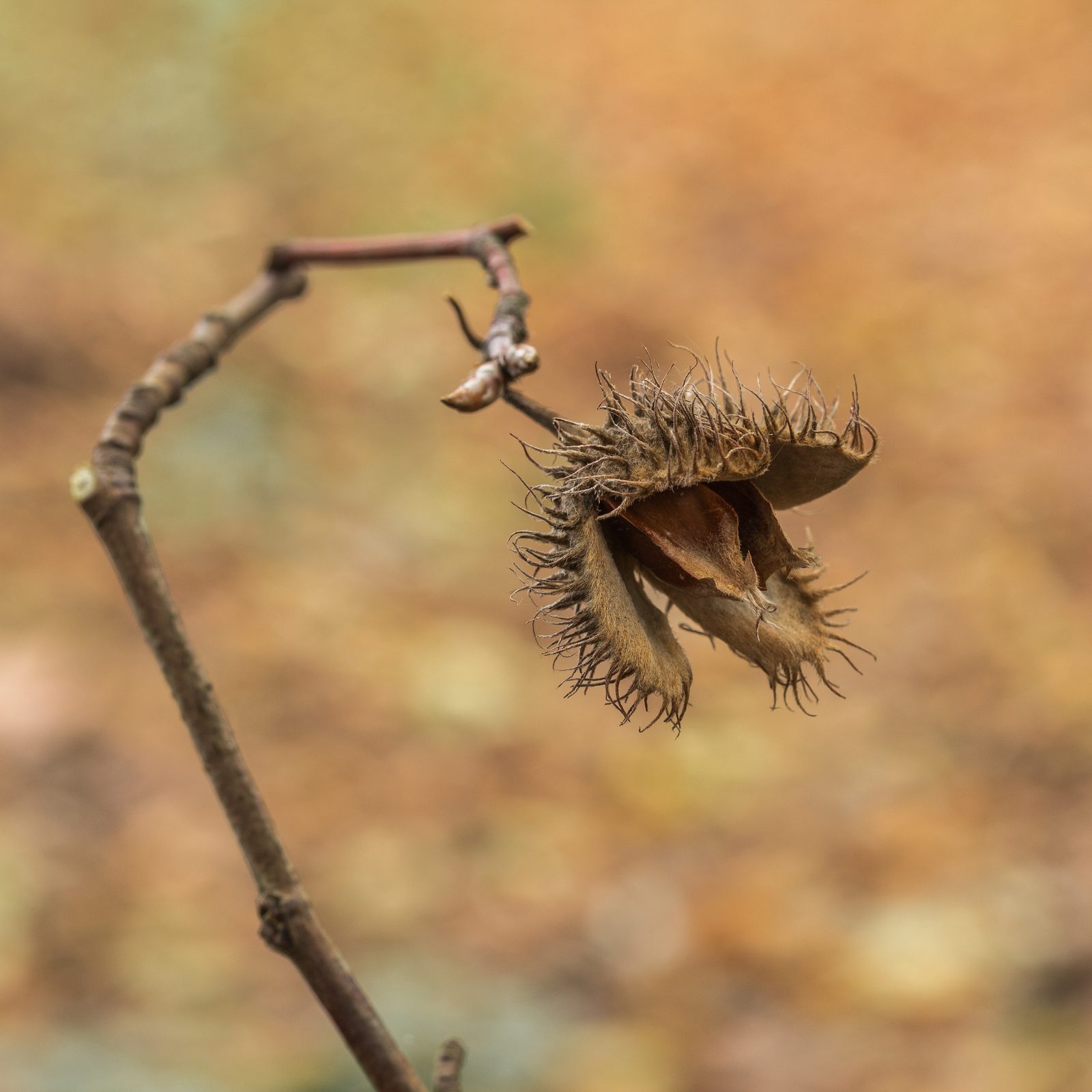 Rotbuche – Frucht / Zapfen