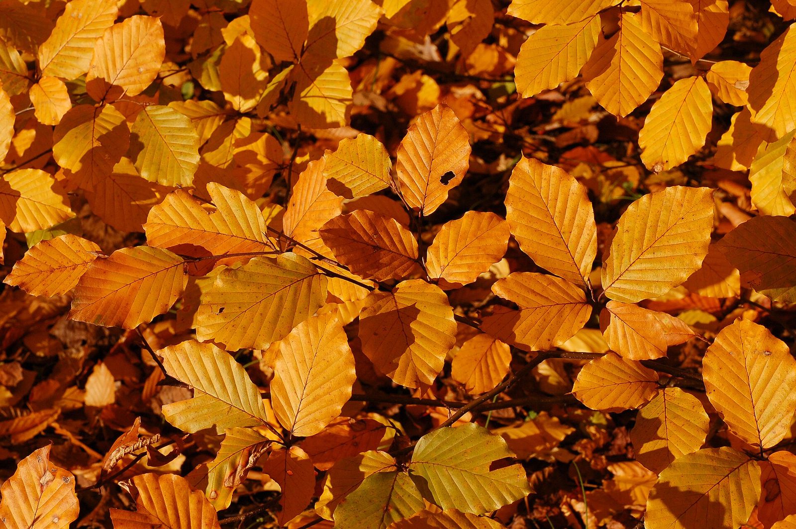 Rotbuche – Blatt