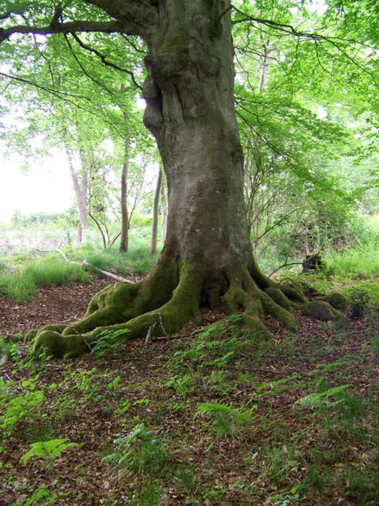 Rotbuche – Ganzbild