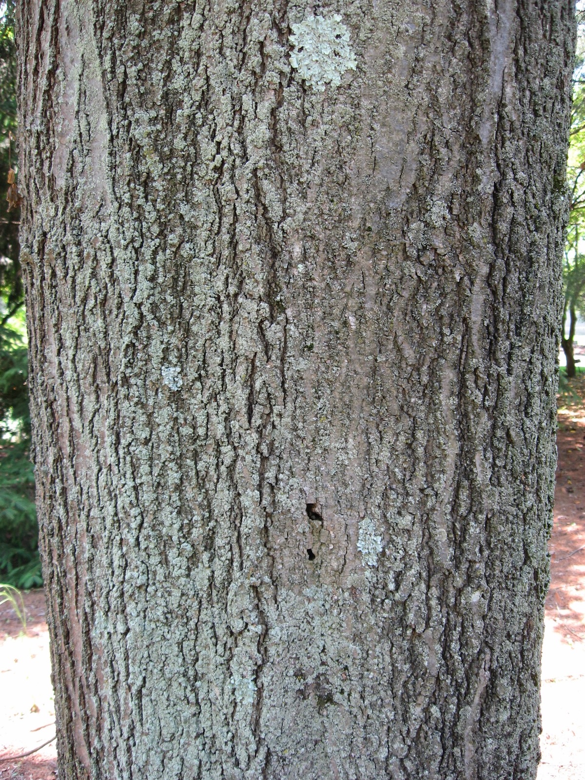 Roteiche – Stammnahaufnahme