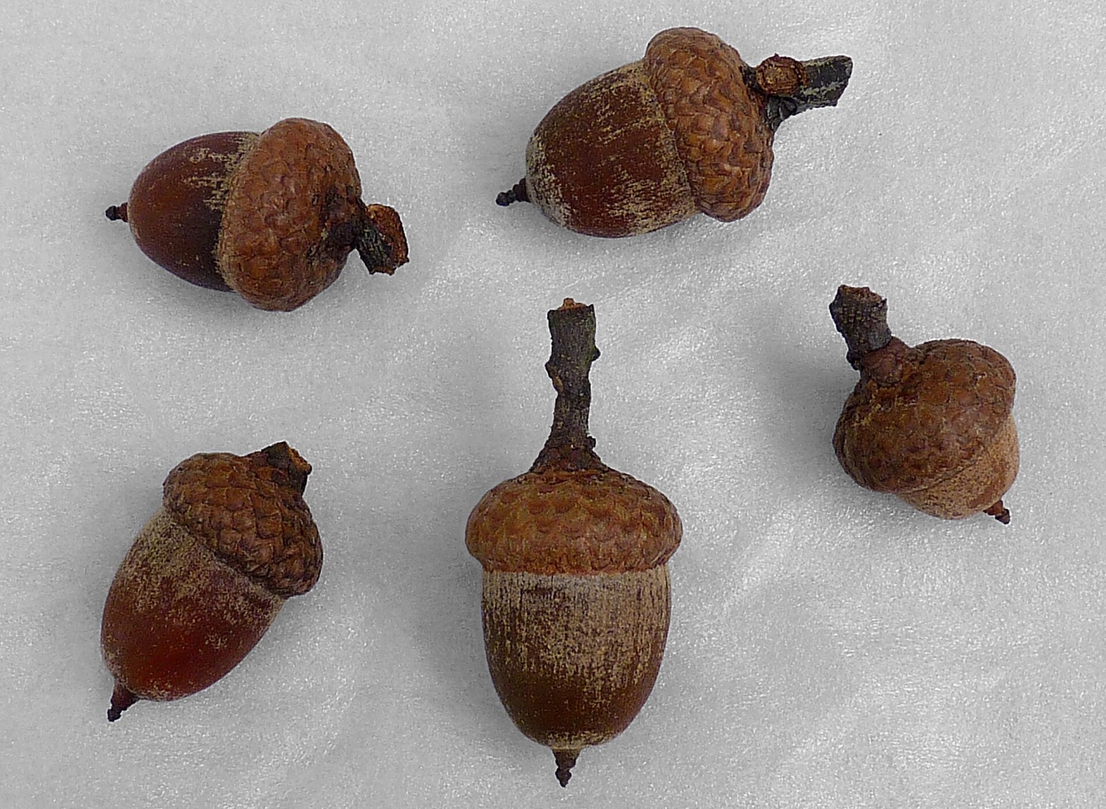 Roteiche – Frucht / Zapfen