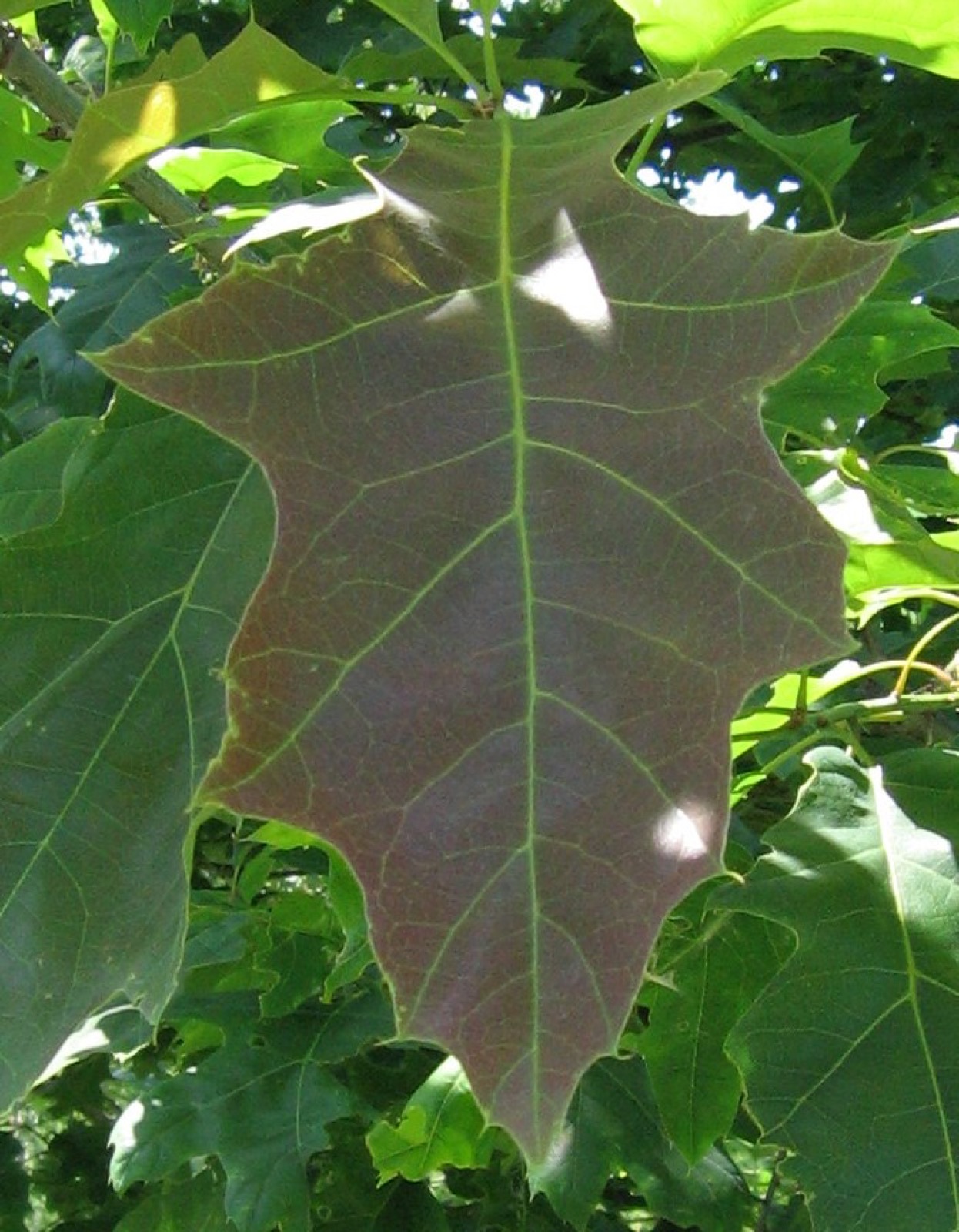 Roteiche – Blatt
