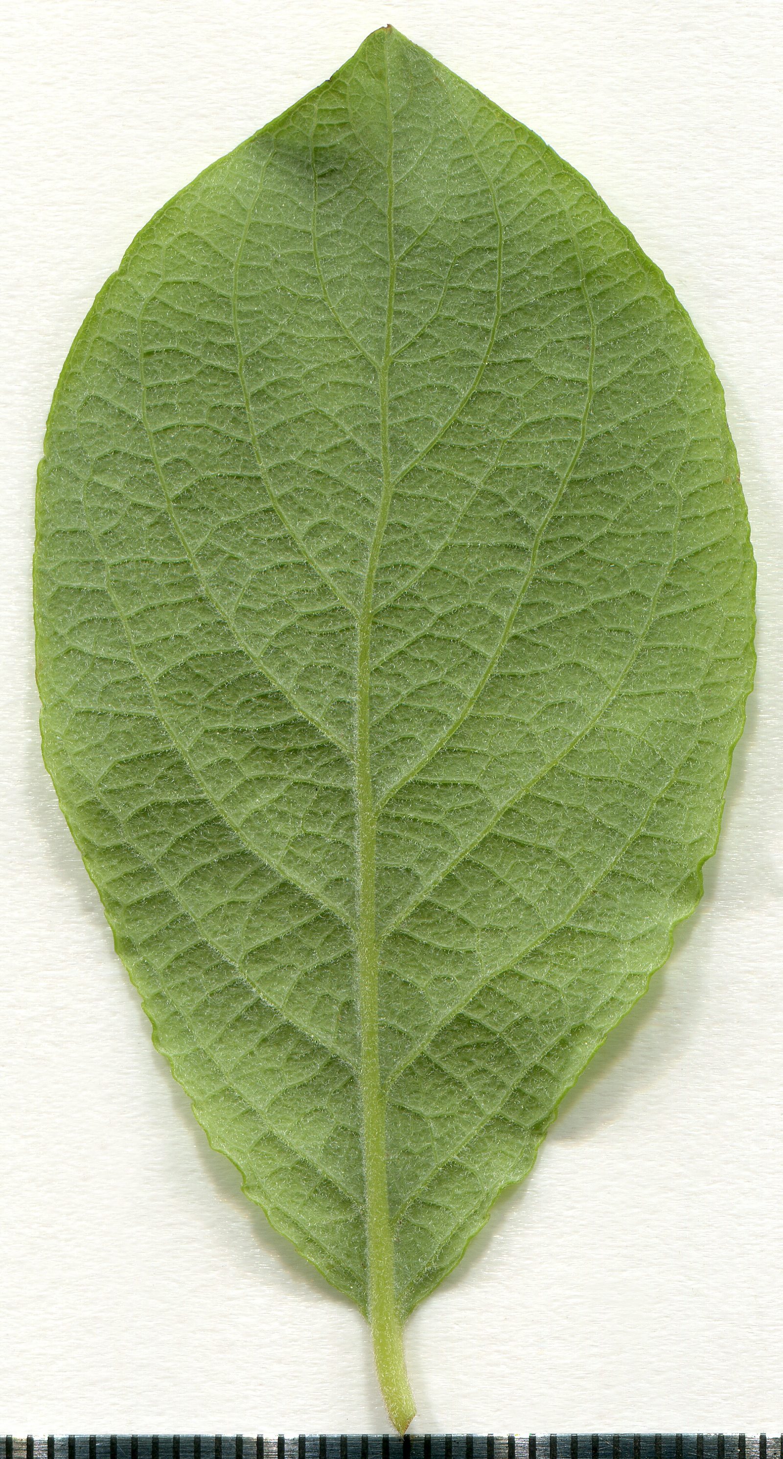 Salweide – Blatt