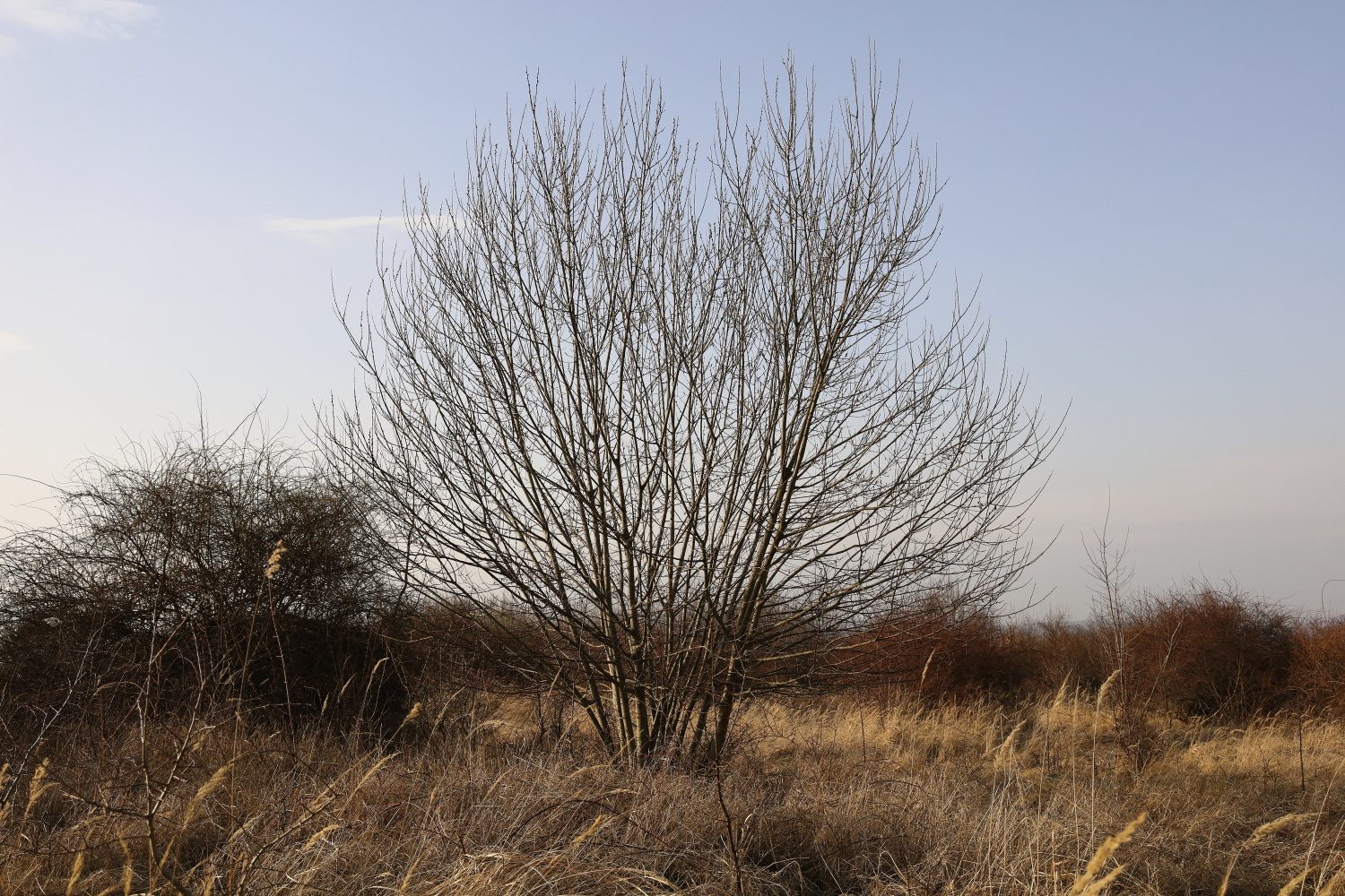 Salweide – Ganzbild