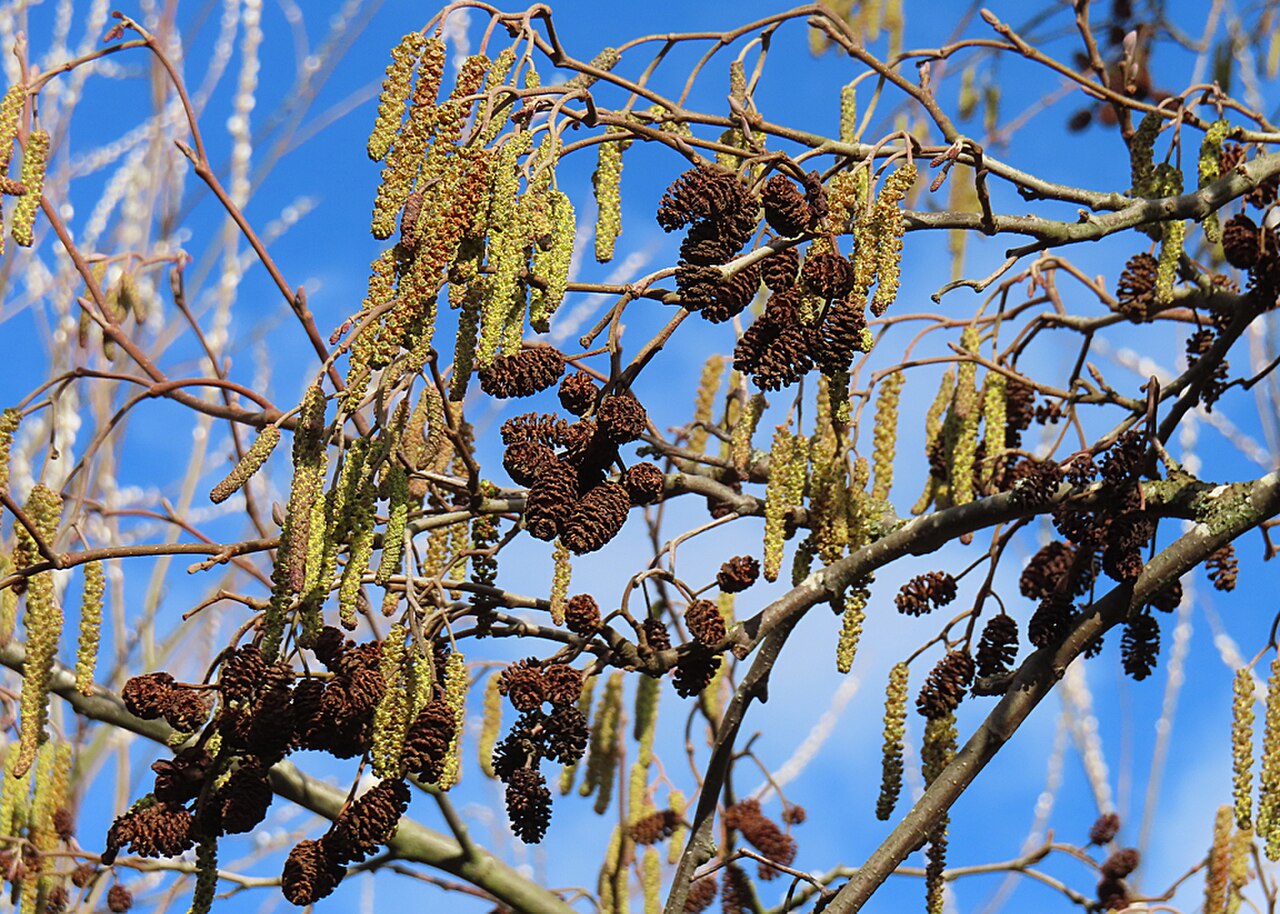 Schwarzerle – Frucht / Zapfen
