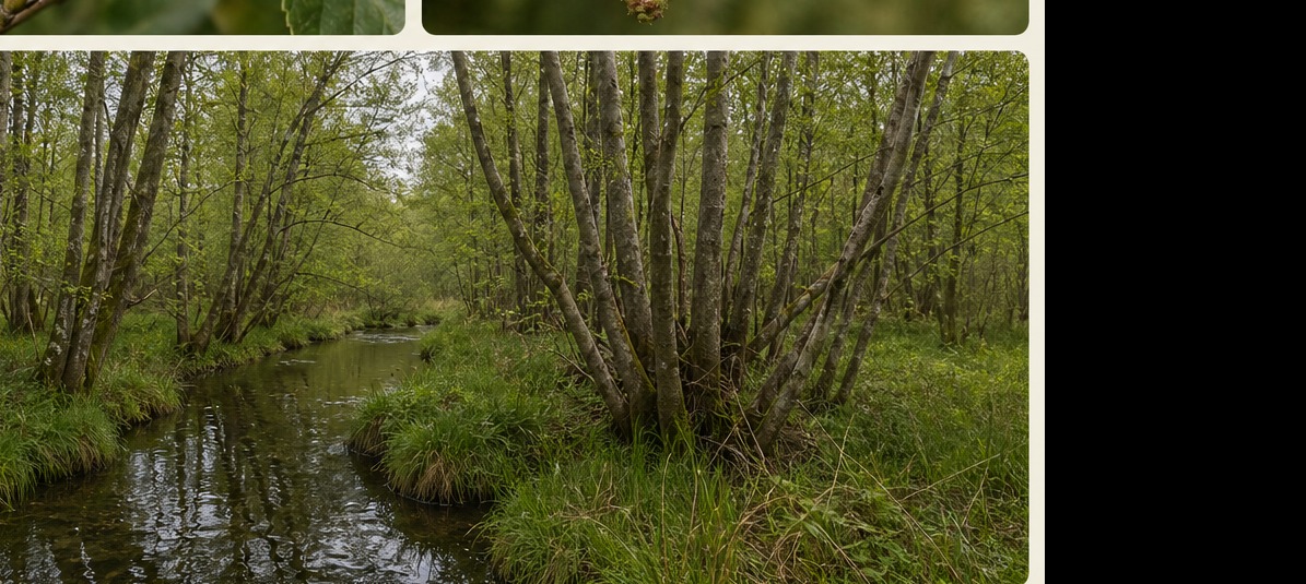 Schwarzerle – Habitat