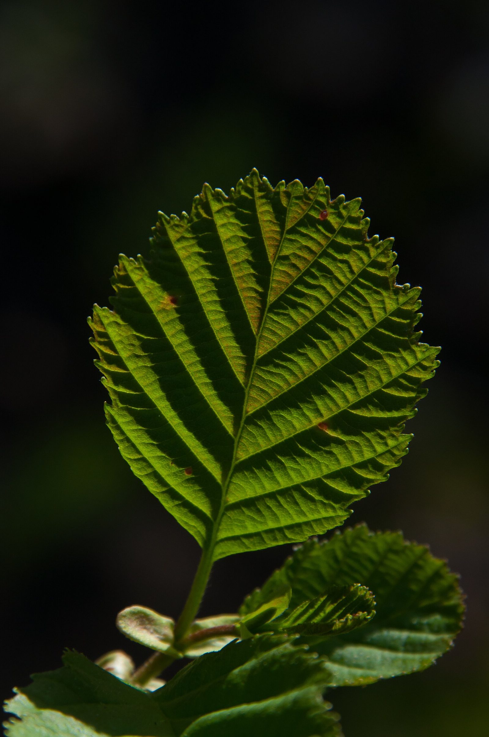 Schwarzerle – Blatt