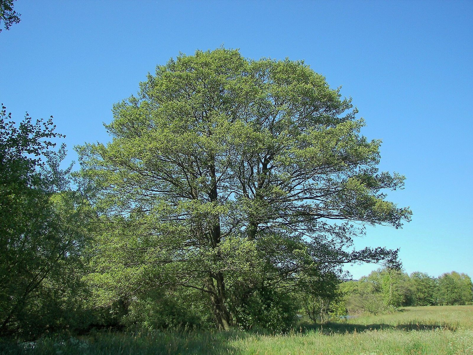 Schwarzerle – Ganzbild