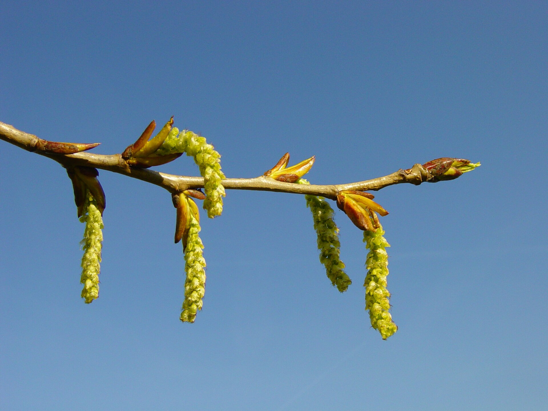 Schwarzpappel – Frucht / Zapfen