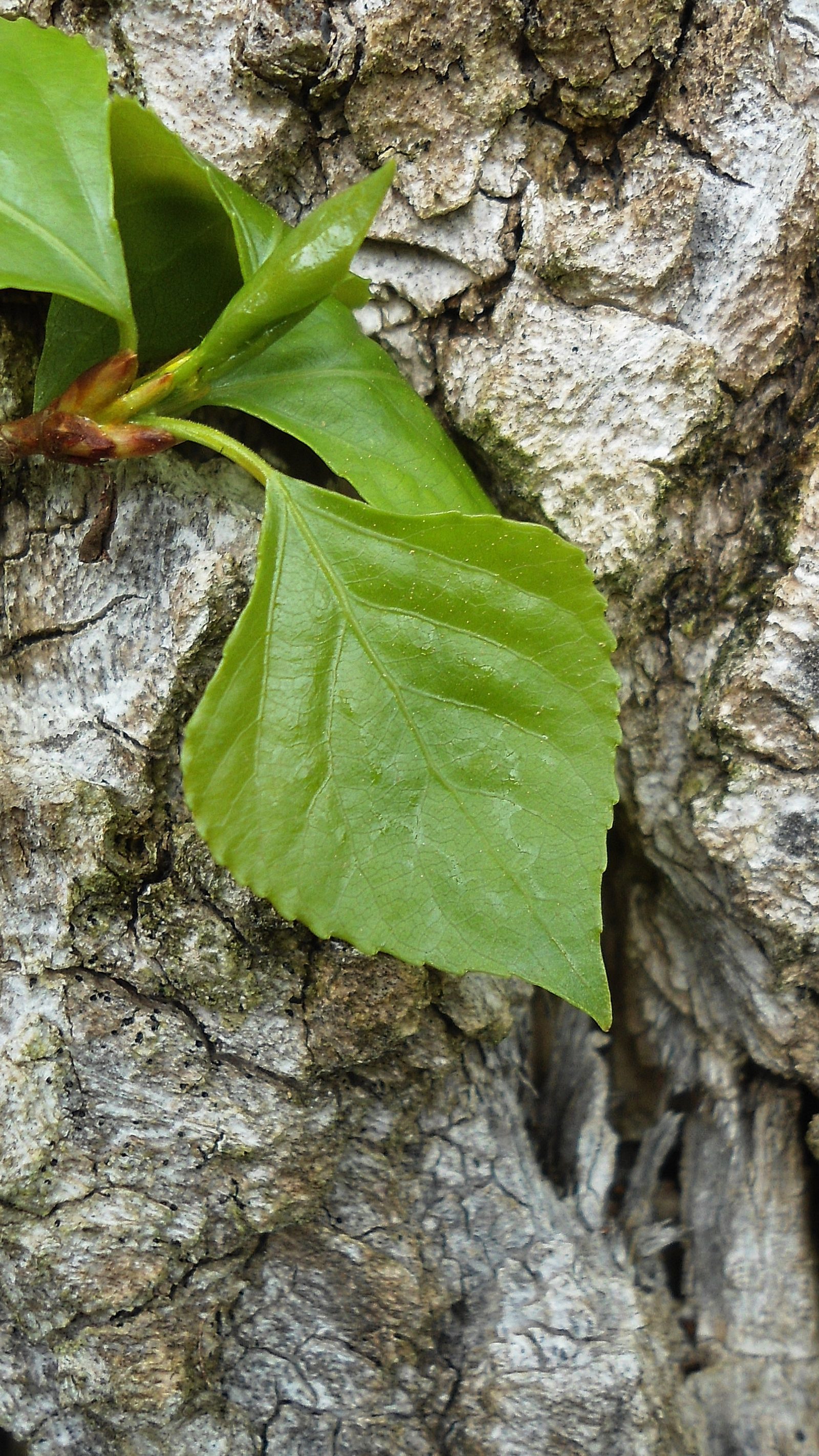 Schwarzpappel – Blatt